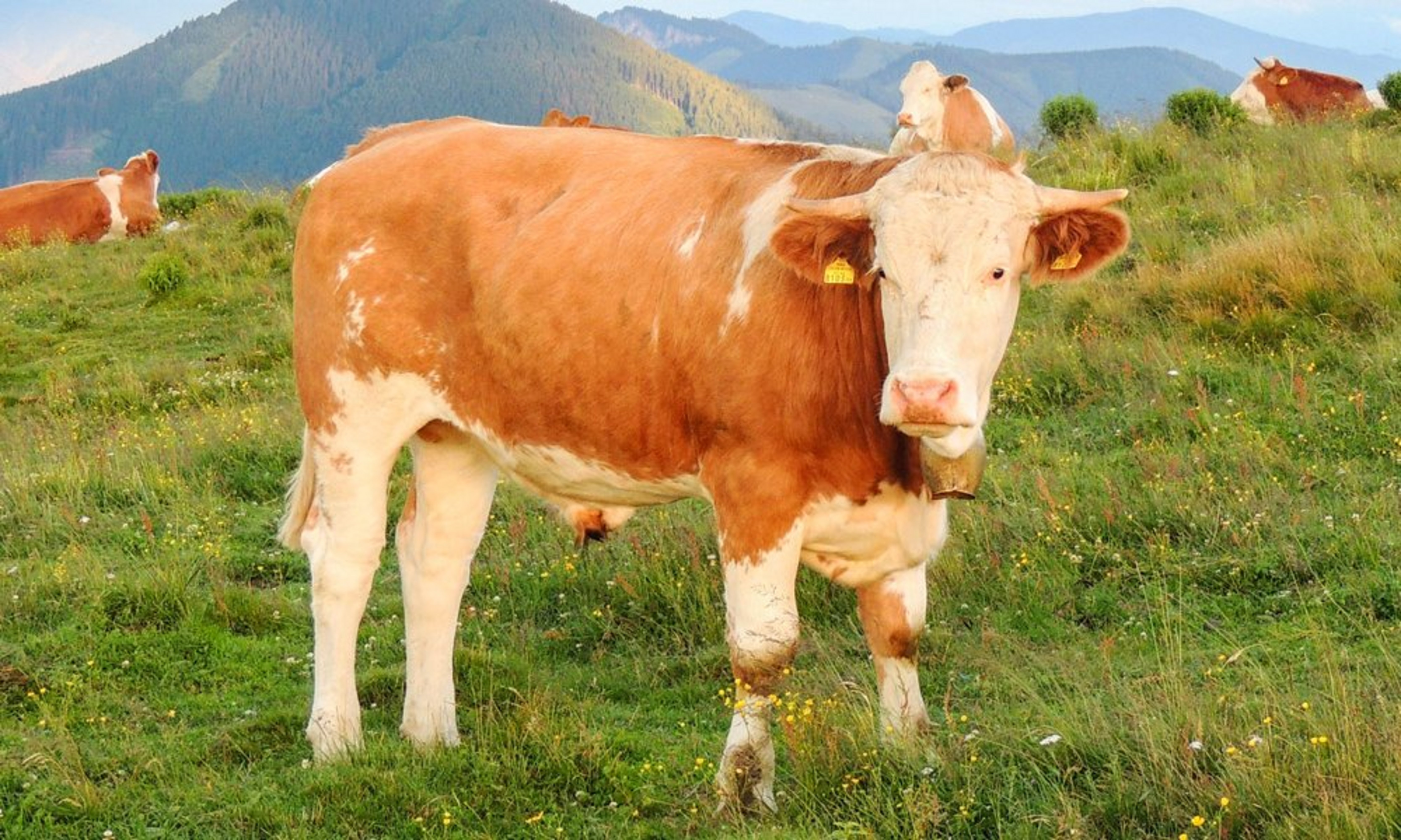 schlachtvieh-ochsen-kalbin-almo__1_